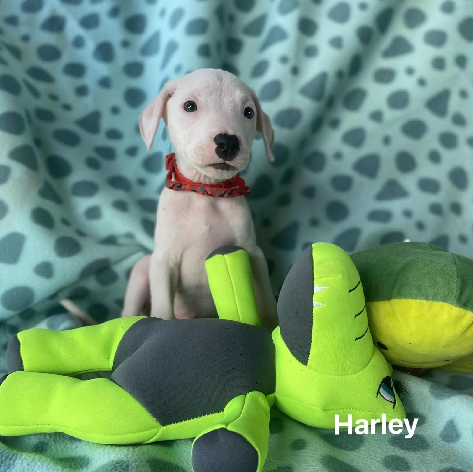 Harley Harley